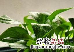 绿萝的养殖方法和注意事项 大叶绿萝的养殖方法和注意事项