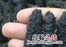 黑海参的处理方法与食用方法 黑海参的处理方法与食用方法视频