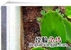 落地生根花有毒吗图片 落地生根花有毒吗