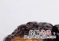 红极参的功效与作用是什么 红极参的功效与作用