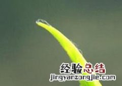 茶树精油的功效与作用 茶树精油的功效与作用及使用方法