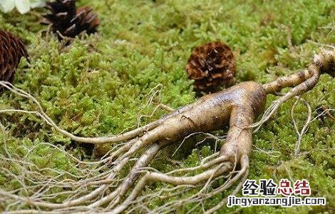 林下参的功效与作用是什么 林下参的功效与作用