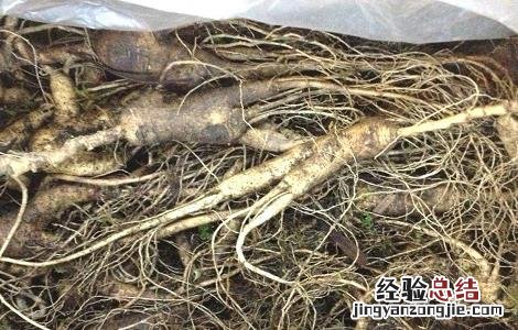 林下参的功效与作用是什么 林下参的功效与作用