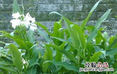 野姜的功效与作用男人可以吃吗 野姜的功效与作用
