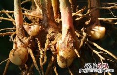 野姜的功效与作用男人可以吃吗 野姜的功效与作用