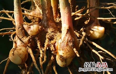 野姜的功效与作用男人可以吃吗 野姜的功效与作用
