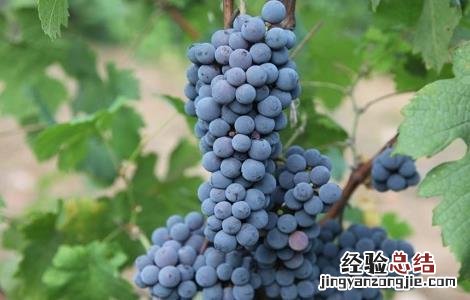 中药山葡萄的功效与作用 中药山葡萄的副作用