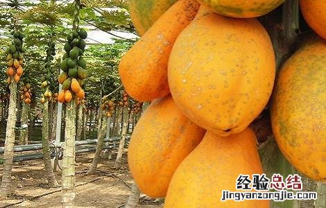 番木瓜的功效与作用及胃不好的吃怎么吃? 番木瓜的功效与作用