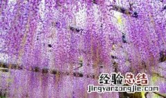 紫藤萝瀑布这篇文章的体裁是什么意思 文章内容介绍