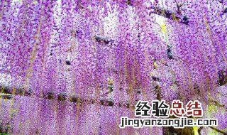 紫藤萝瀑布这篇文章的体裁是什么意思 文章内容介绍