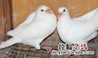 小鸽子1一25天图片 鸽子几天能孵出来