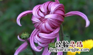 描写菊花的色形的句子 描写菊花的色形的句子推荐