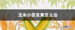 玉米小苗发黄怎么治 玉米小苗发黄怎么治疗