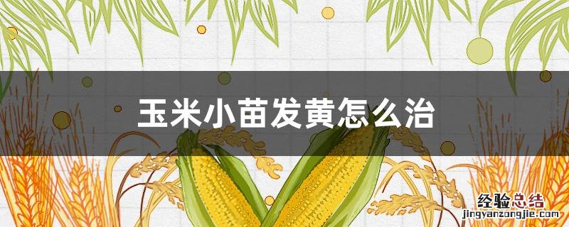 玉米小苗发黄怎么治 玉米小苗发黄怎么治疗