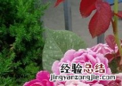 盆栽月季花的养殖方法 盆栽月季花的养殖方法作文