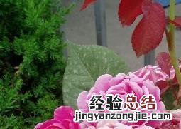 盆栽月季花的养殖方法 盆栽月季花的养殖方法作文