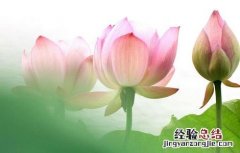 莲花的功效与作用 莲花的功效与作用及食用方法