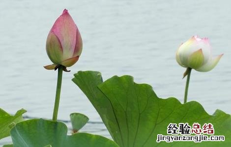 莲花的功效与作用 莲花的功效与作用及食用方法