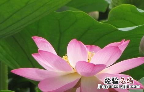 莲花的功效与作用 莲花的功效与作用及食用方法
