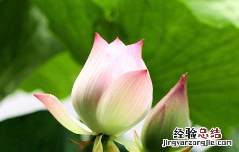 莲花的功效与作用 莲花的功效与作用及食用方法