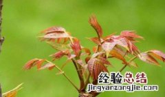 香椿怎样做着吃才好吃 香椿怎样做着吃