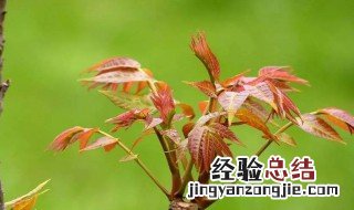 香椿怎样做着吃才好吃 香椿怎样做着吃