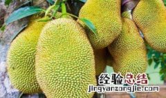 菠萝蜜大的好还是小的好呢 菠萝蜜大的好还是小的好