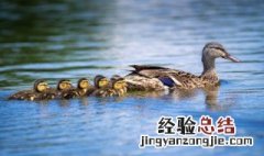 梦见小鸭子是什么意思 孕妇梦见小鸭子是什么意思