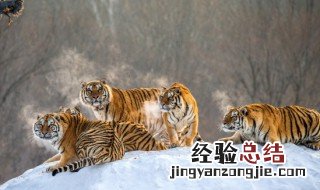 梦见猛兽是什么意思解梦 梦见猛兽是什么意思