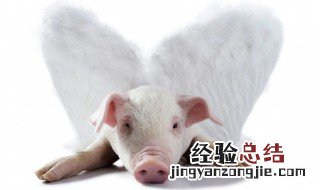 做梦梦见猪是什么意思 晚上做梦梦见猪是什么意思
