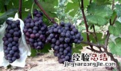 巨峰葡萄膨果喂什么肥 怎么给膨果期的巨峰葡萄施肥