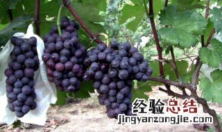 巨峰葡萄膨果喂什么肥 怎么给膨果期的巨峰葡萄施肥