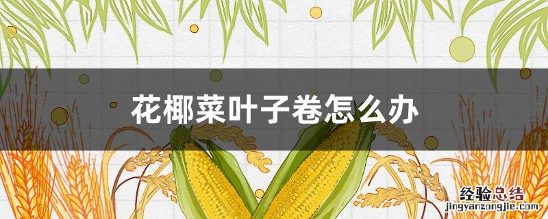 花椰菜叶子卷怎么办 花椰菜叶子卷起来是什么病