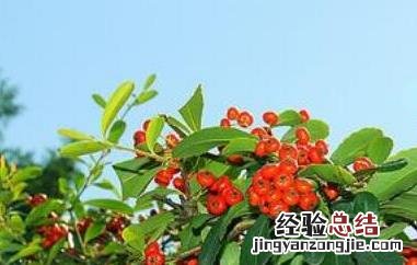 金棘红果粉的功效和作用 金棘红果粉的功效和作用是什么