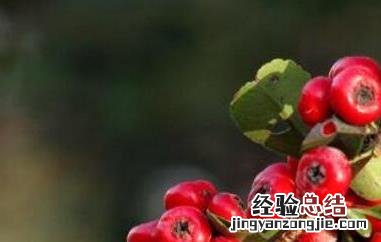 金棘红果粉的功效和作用 金棘红果粉的功效和作用是什么