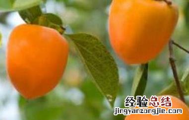 柿子和什么不能一起吃 树上结的柿子和什么不能一起吃