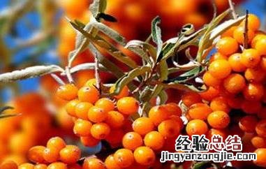 沙棘对女人的功效与作用 沙棘对女人的功效与作用禁忌