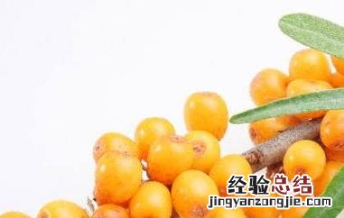 沙棘对女人的功效与作用 沙棘对女人的功效与作用禁忌