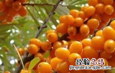 沙棘的功效与作用 沙棘的十大功效与作用