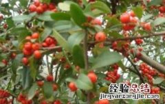 沙棘红果的功效与作用 沙棘红果饮的功效