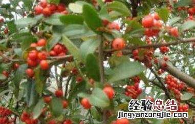 沙棘红果的功效与作用 沙棘红果饮的功效