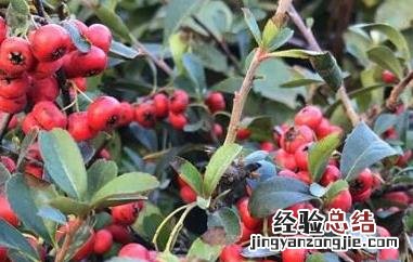 沙棘红果的功效与作用 沙棘红果饮的功效