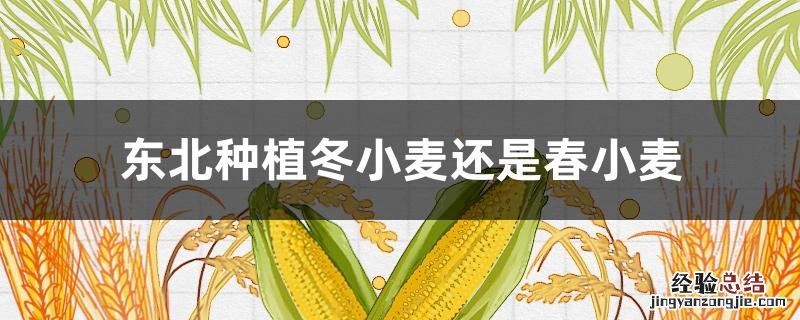 东北种植冬小麦还是春小麦 东北地区种冬小麦还是春小麦