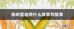 杨树打什么除草剂 杨树苗地用什么除草剂除草