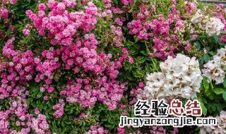 福禄考花语是什么 福禄考花风水花语