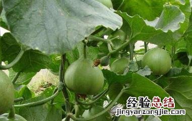 绿宝石瓜如何种植 绿宝石瓜如何种植视频