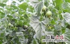 绿宝石瓜如何种植 绿宝石瓜如何种植视频