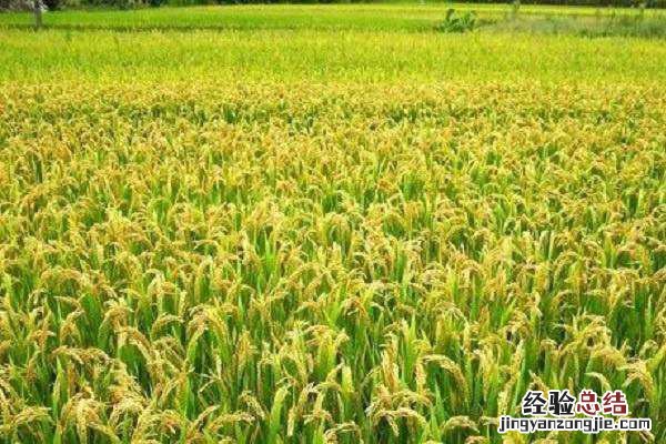 麦子是秋天收的吗，最佳收获时间是几月份