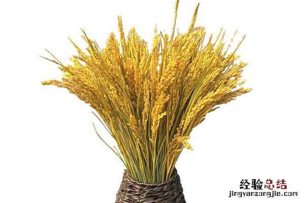 广东水稻一年几熟，最多可以种植几次
