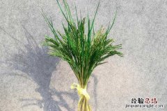 广东水稻一年几熟，最多可以种植几次